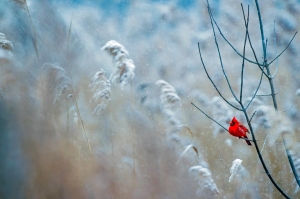 Image of cardinal in snow by Paco Chilito